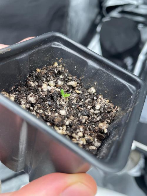 First Grow. Week 0 - As you can see she is grew just fine