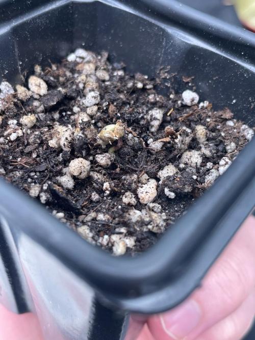 First Grow. Week 0