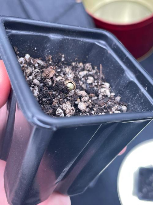First Grow. Week 0 - The flipped seed after a few days
