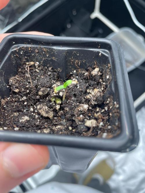 First Grow. Week 0