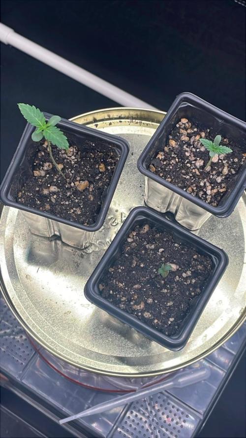 First Grow. Week 1