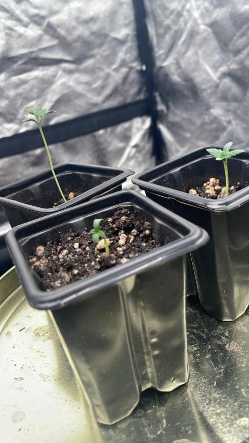 First Grow. Week 1 - pop a extra seed just in case