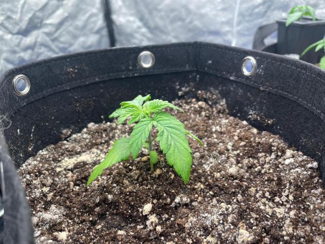 First Grow. Week 2