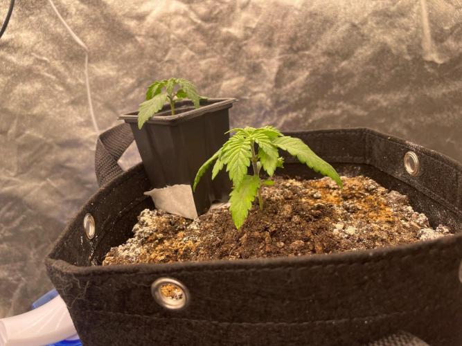 First Grow. Week 2