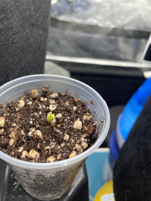 Double Cookies. Week 2