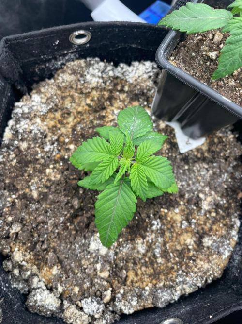 First Grow. Week 2