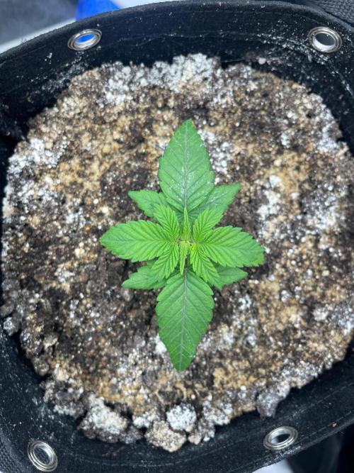 First Grow. Week 2