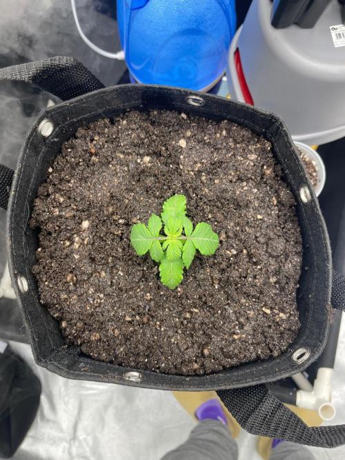 First Grow. Week 2