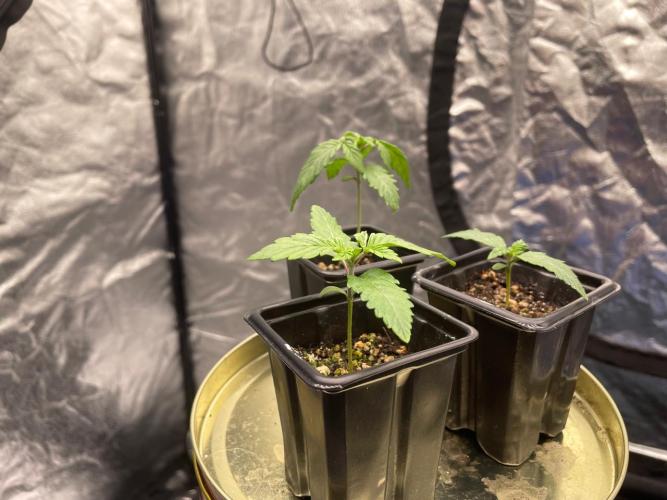 First Grow. Week 2