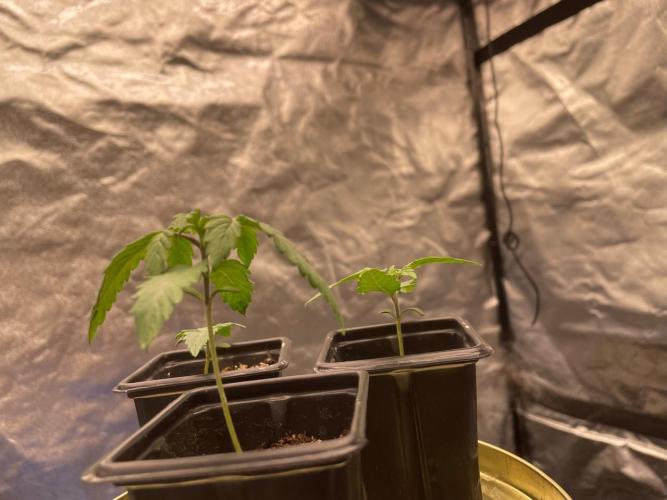 First Grow. Week 2
