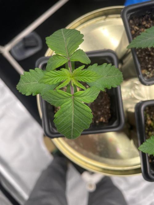 First Grow. Week 2