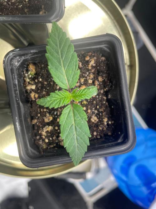 First Grow. Week 2