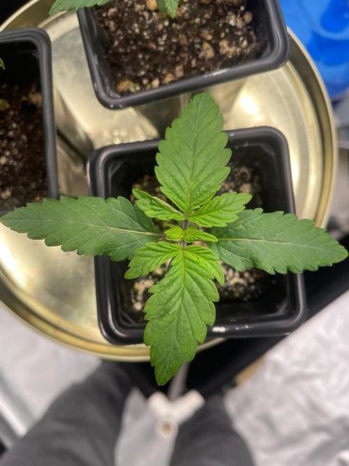 First Grow. Week 2