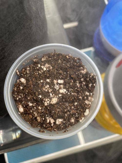 First Grow. Week 2 - Plug mystery seed