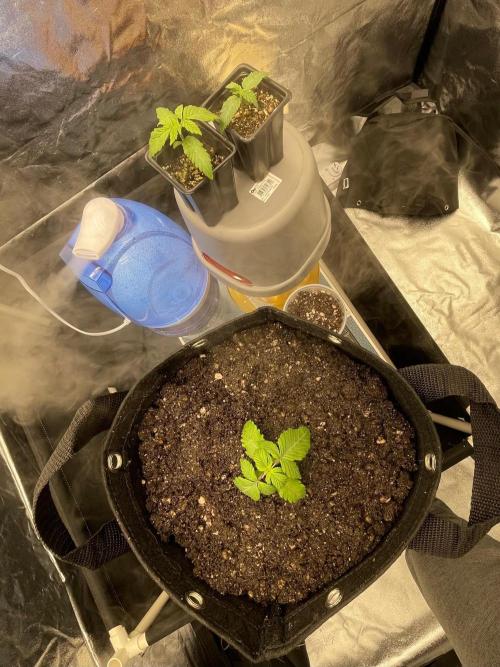 First Grow. Week 2 - First Transplant