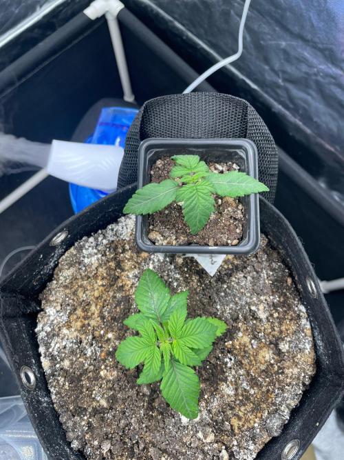 First Grow. Week 2