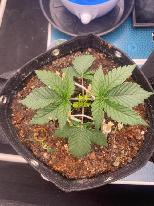 First Grow. Week 3