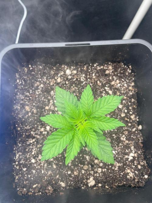 First Grow. Week 3
