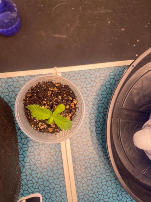 First Grow. Week 3