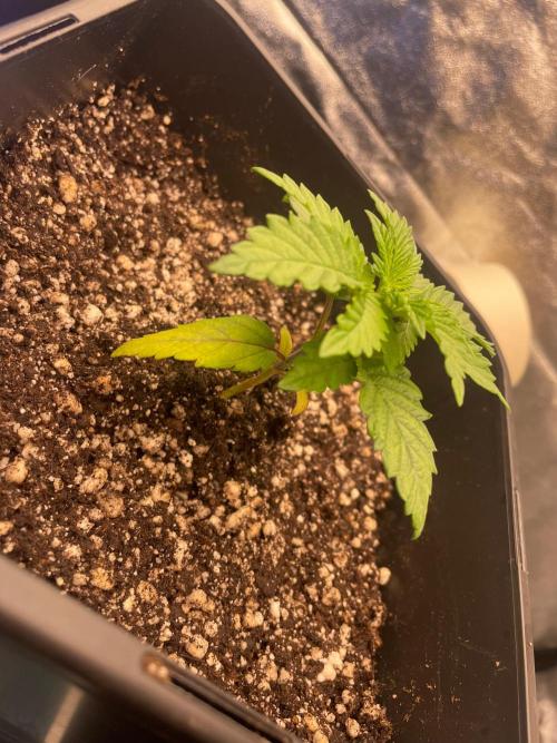 First Grow. Week 3