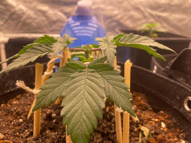 First Grow. Week 3