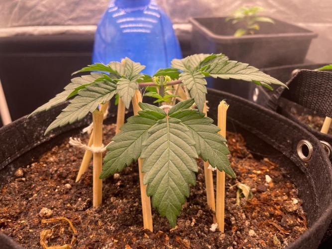 First Grow. Week 3