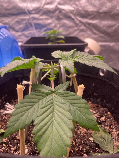 First Grow. Week 3