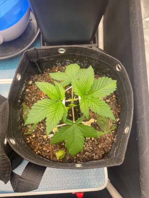 First Grow. Week 3