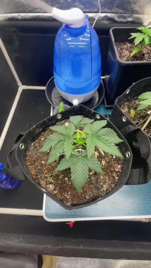 First Grow