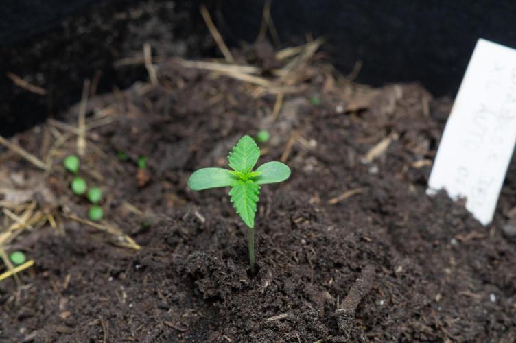 First Grow!. Week 0 - Pheno I - Day 4 after germination