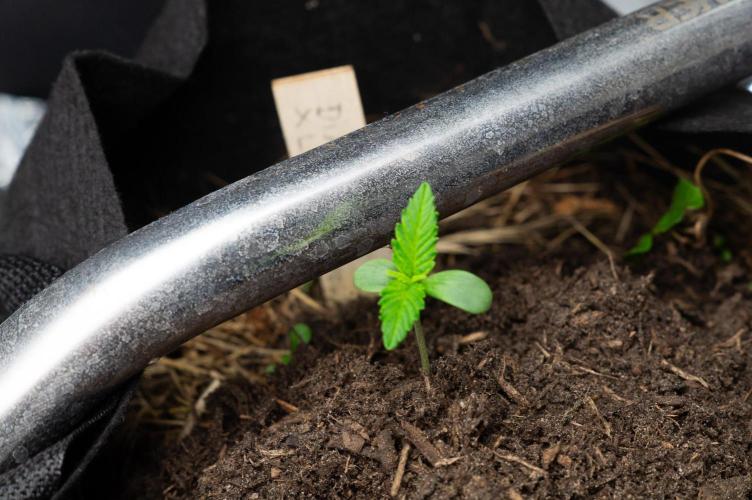 First Grow!. Week 0 - Pheno II - Day 4 after germination