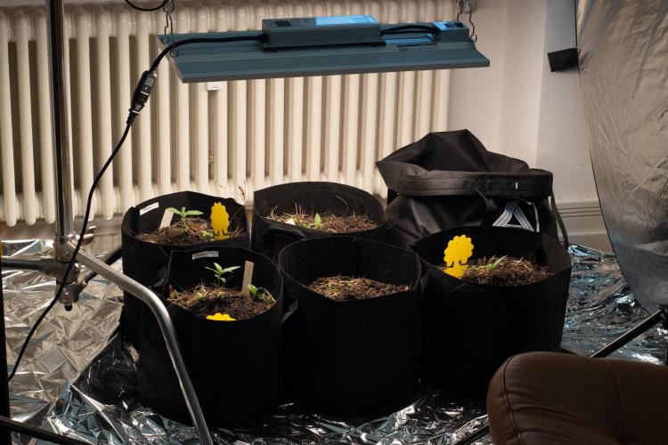 First Grow!. Week 1 - My makeshift indoor grow corner. Diary covers only 2 of the 6 I am growing.