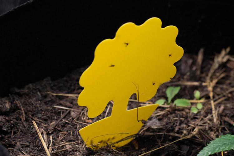 First Grow!. Week 1 - Living soil - it's alive with fungus gnats! Gotcha!