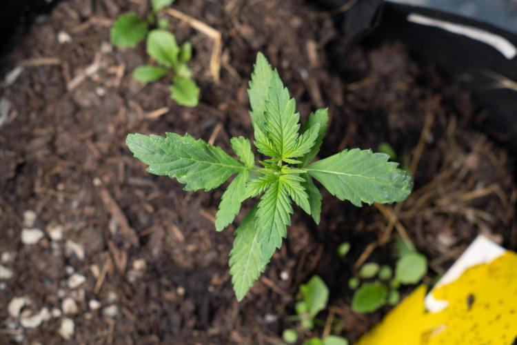 First Grow!. Week 2 - Pheno II still has crumply leaves but it is strong and vigorous