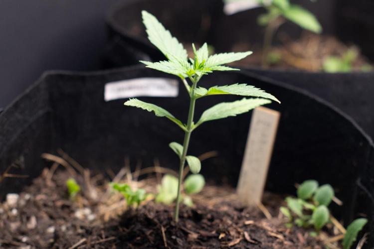 First Grow!. Week 2 - 11cm in 10 days