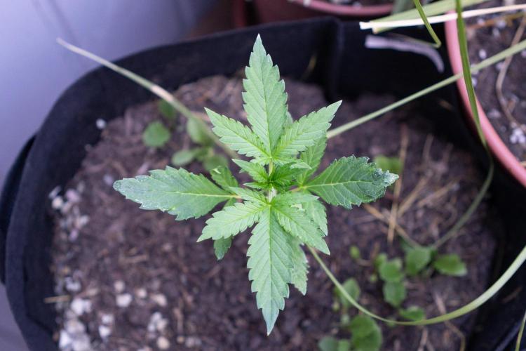First Grow!. Week 3 - Pheno I with it's crumply leave