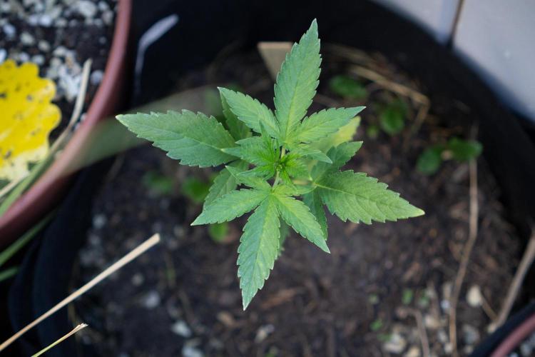 First Grow!. Week 3 - Pheno II - top view