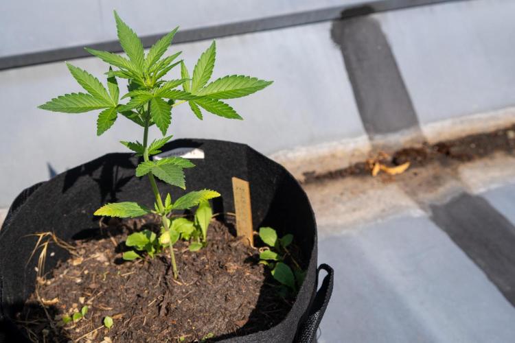 First Grow!. Week 3 - Pheno II - on the rooftop 4 days later