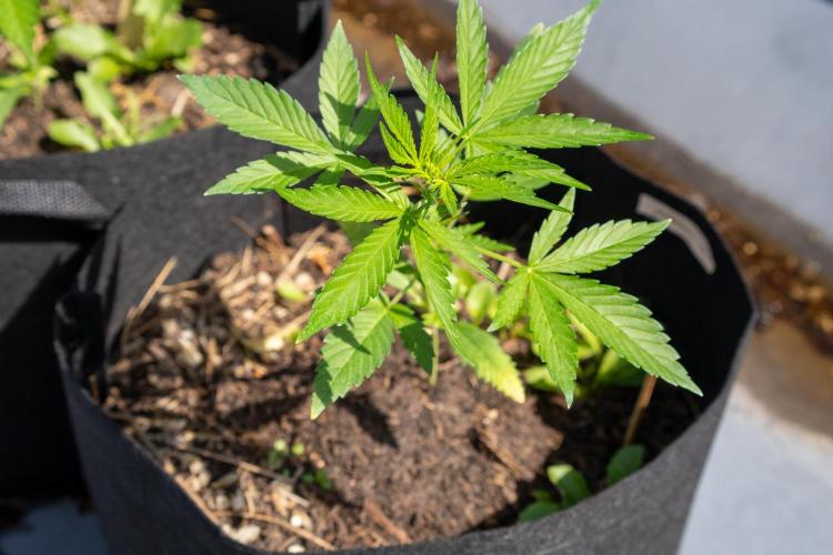 First Grow!. Week 3 - Pheno II - roof top, view from above
