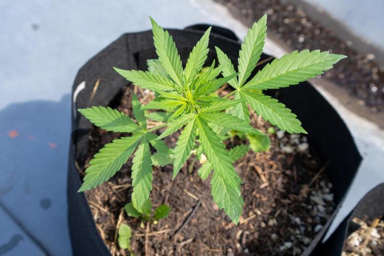 First Grow!. Week 3 - Pheno II - on the roof, also 4 days later
