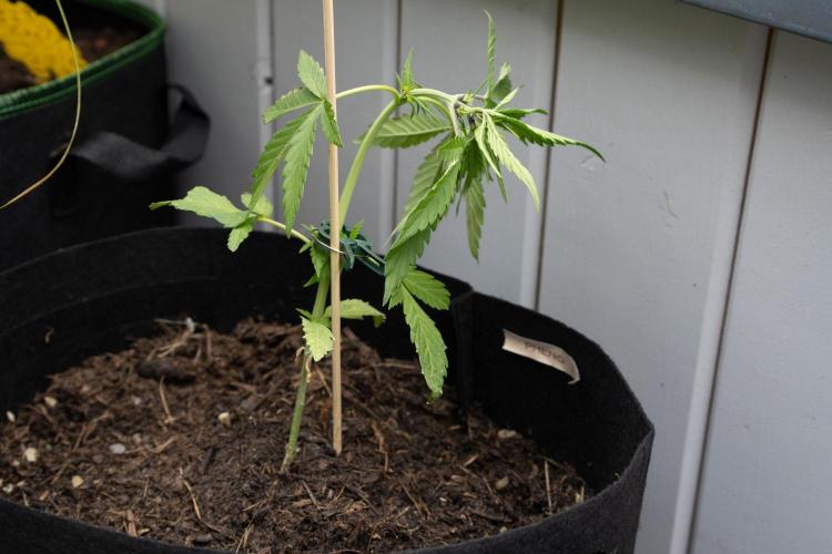First Grow!. Week 4 - That was a close call!