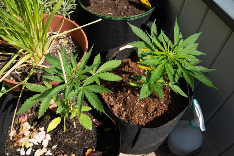 First Grow!. Week 4 - Back to Balcony aka, the nursery.