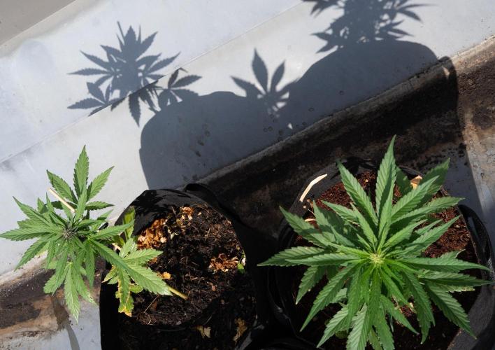 First Grow!. Week 4 - Winds become less strong: so back again to the roof top