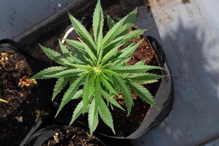 Diablos Delight's XL Auto. Week 4