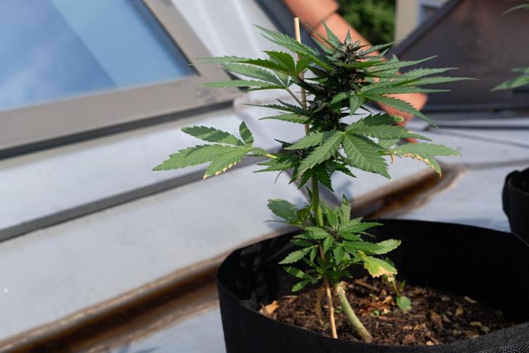 First Grow!. Week 5 - Pheno I - also bend due to the winds