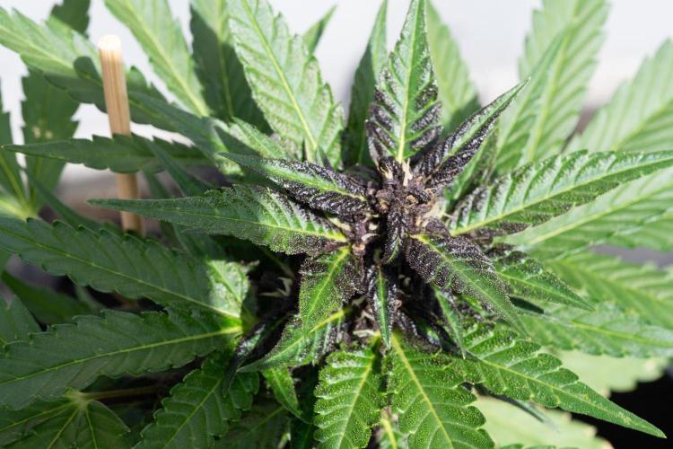 First Grow!. Week 6 - Trichomes are now even more visible