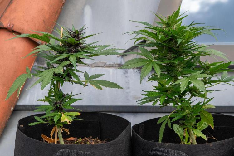 First Grow!. Week 6 - All bush no kush (yet)