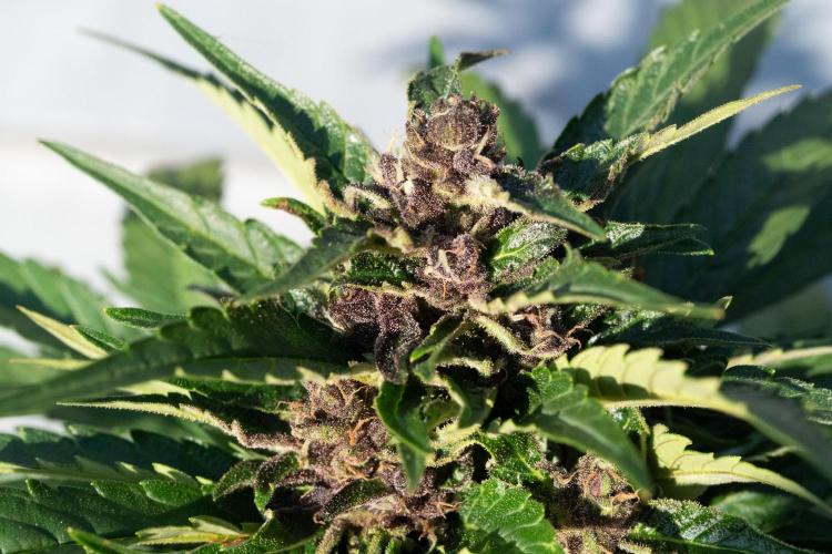 First Grow!. Week 7 - Pheno II developed red buds