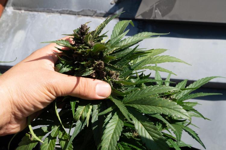 First Grow!. Week 7 - That's a handful