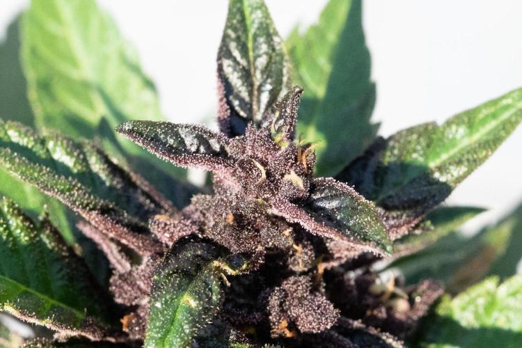 First Grow!. Week 7 - Look at those trichomes
